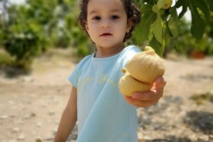 İncir Kurutma ve Depolama