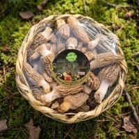 Kuzu Göbeği Mantarı (1 Kg)