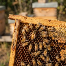 Ana Arı İtalyan (Ligustica)