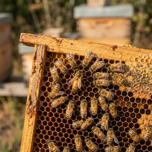 Ana Arı İtalyan (Ligustica)