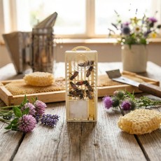 Ana Arı (Karniyol F1)