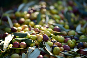 Zeytin Sıkma Yöntemleri