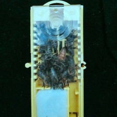 Ana Arı İtalyan (Ligustica)