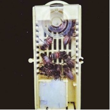 Ana Arı (Karniyol F1)